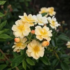 Roos Sunny Siluetta